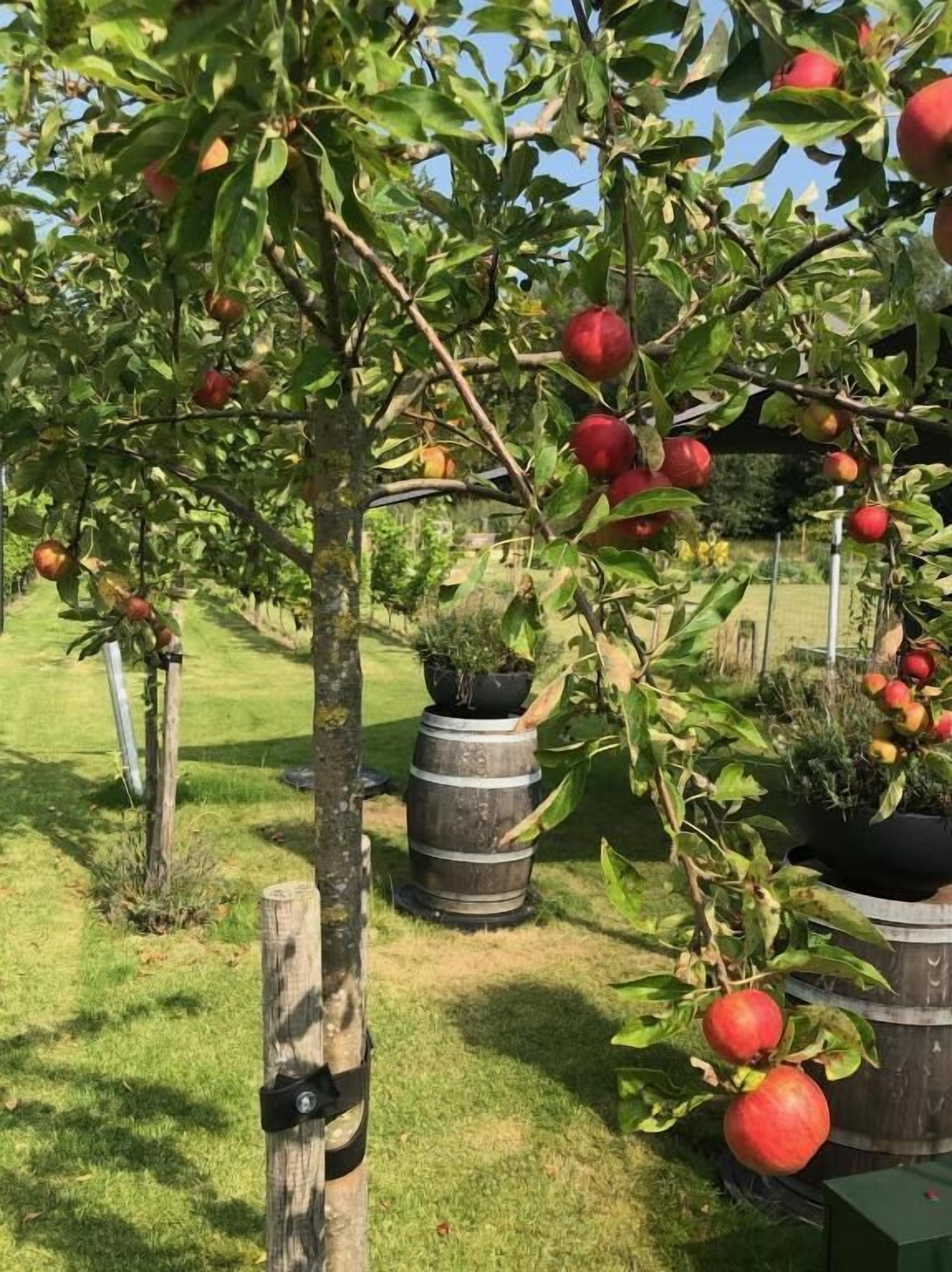 Áreas de la propiedad