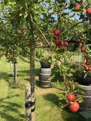 Área da propriedade