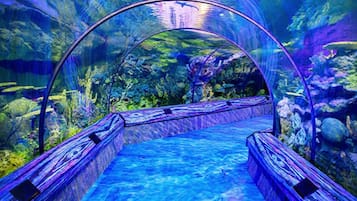 Un túnel de acuario con vistas claras a la vida acuática y paisajes submarinos rocosos.
