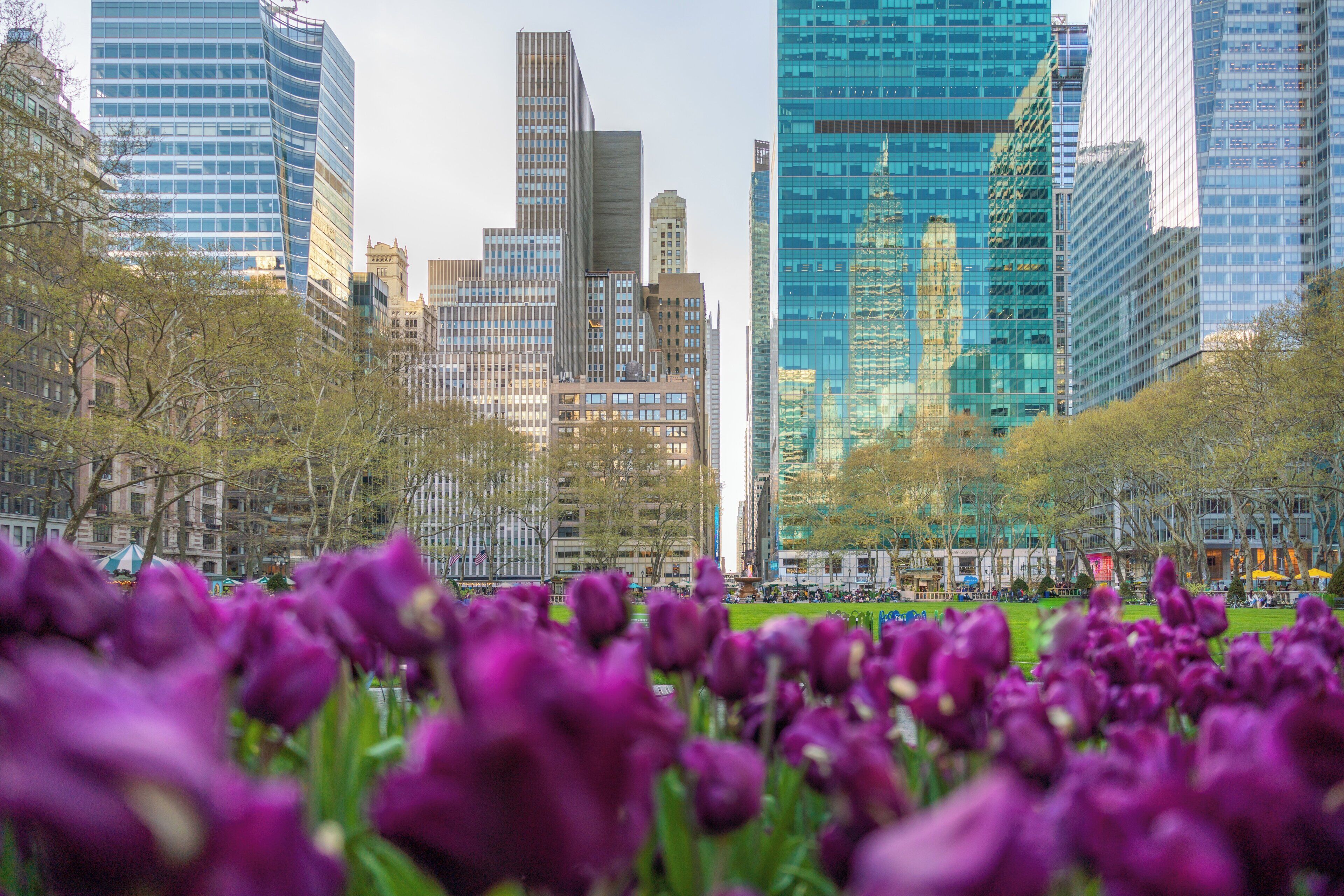 Un paysage urbain avec des bâtiments modernes et un parc où fleurissent des fleurs violettes.