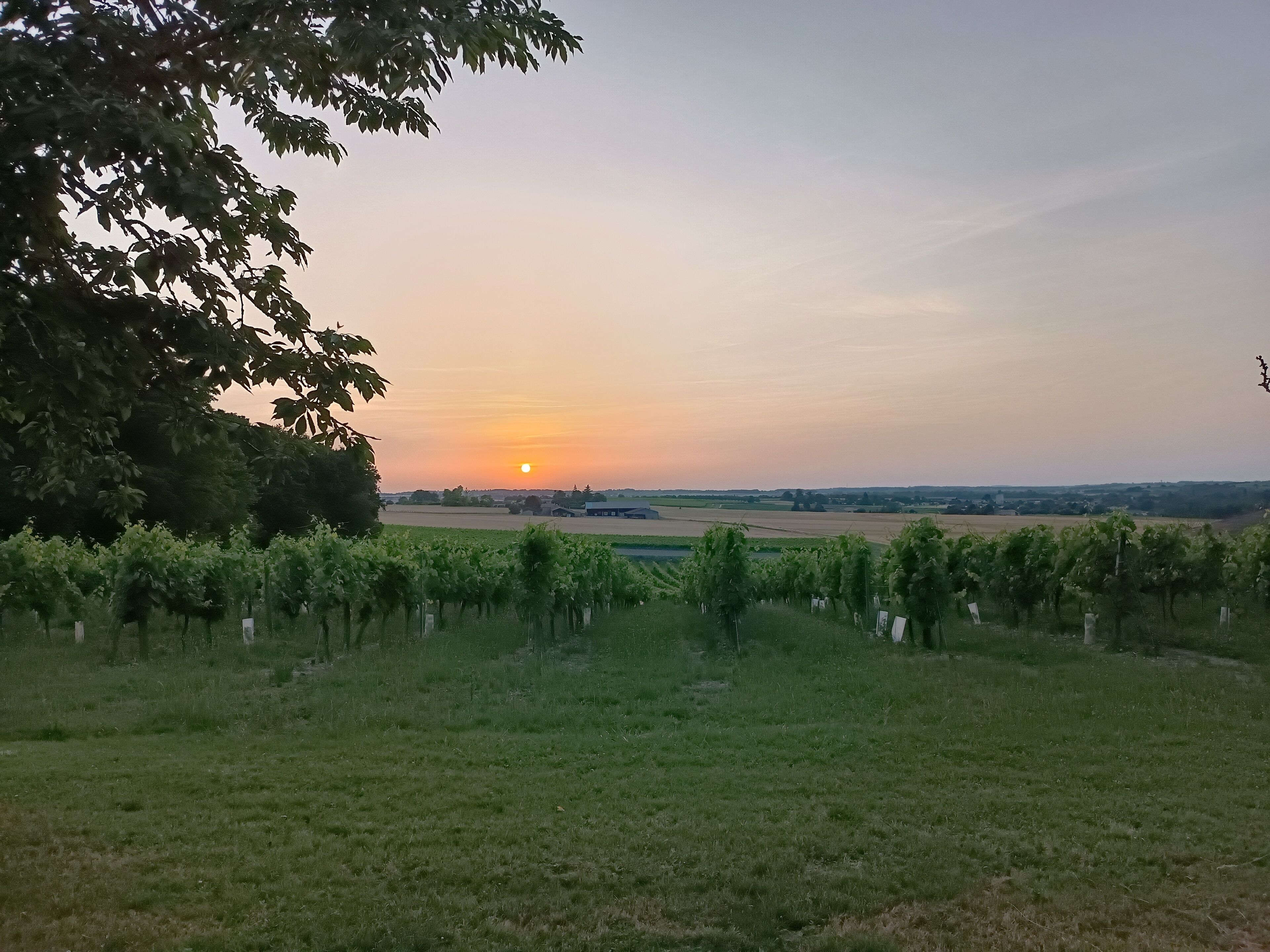 Viñedos con hileras de parras y una puesta de sol al fondo.