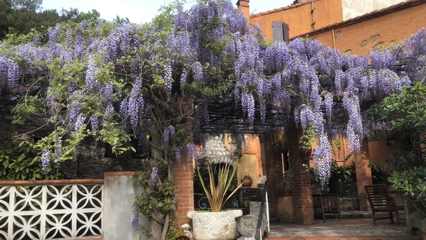 Een tuin met paarse wisteria, stenen trappen en een rustieke bakstenen muur.
