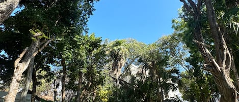 Ein Schwimmbecken, umgeben von Bäumen und Gras, mit blauem Himmel.
