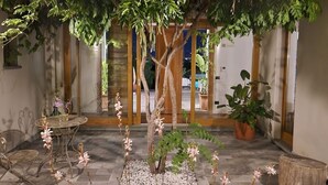 A courtyard with a tree, a table with chairs, and a potted plant.
