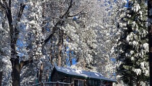 Une cabane dotée d’une terrasse en bois et d’un toit recouvert de neige, entourée d’arbres chargés de neige.