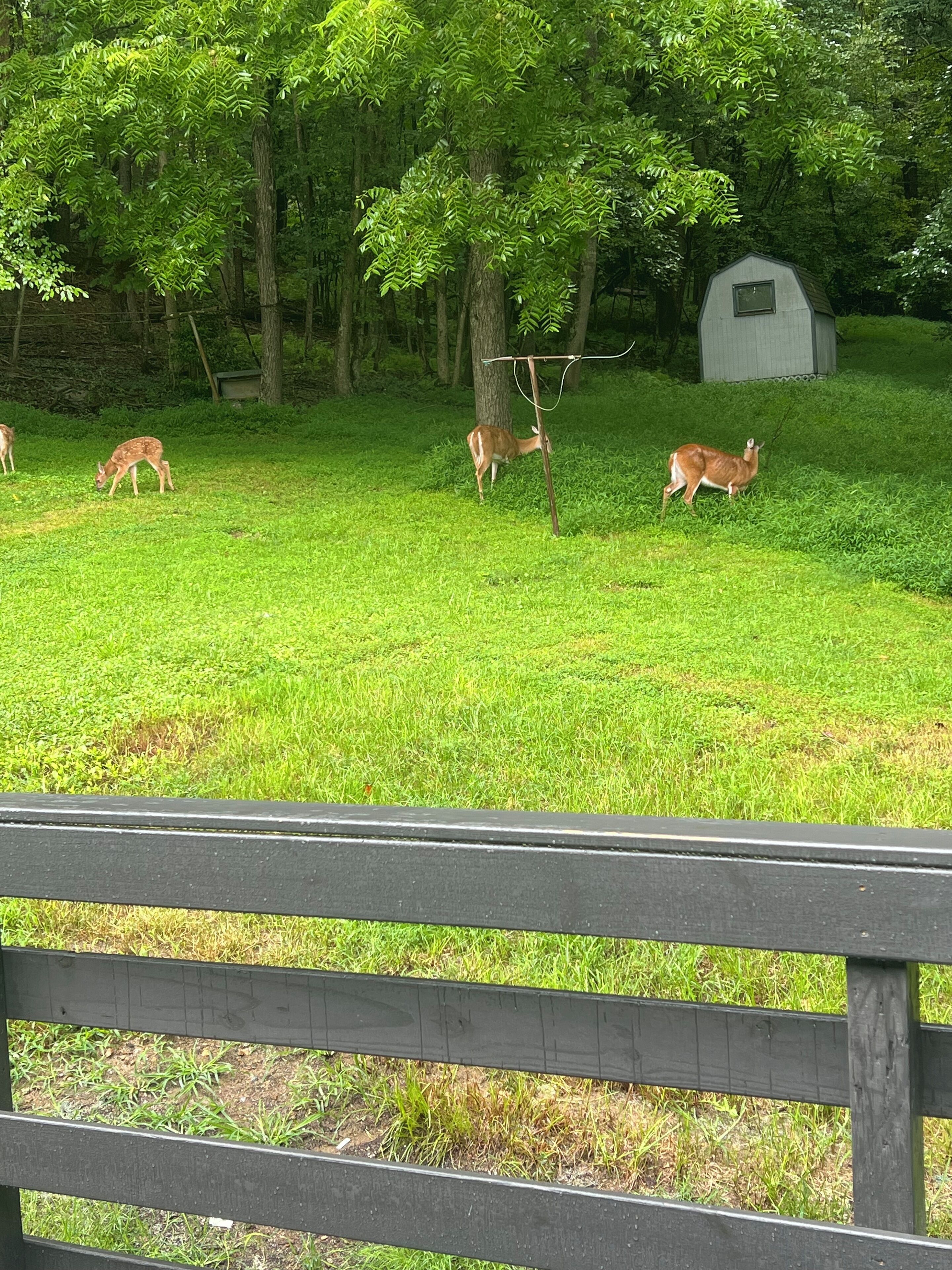 Un espace clos où des cerfs paissent dans un champ d’herbe, entouré d’arbres et d’un petit abri.