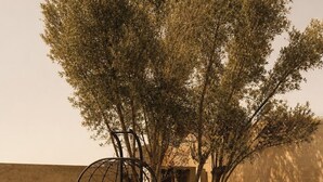 A hanging chair in a garden with a tree and a wall. - SED DE VALLE-VALLE DE GUADALUPE  (Valle de Guadalupe)