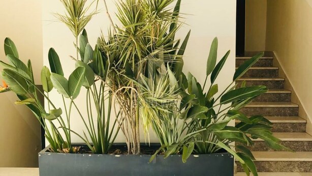 Un escalier agrémenté d’un jardon contenant diverses plantes vertes.