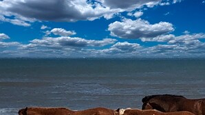 Una playa con caballos caminando por la orilla.