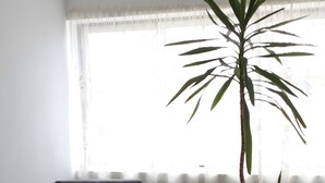 A room with a black lounge chair, a small table with books, a potted plant, and a window with sheer curtains. - Refuge - "Vivenda Chã" (Ribeira Funda)