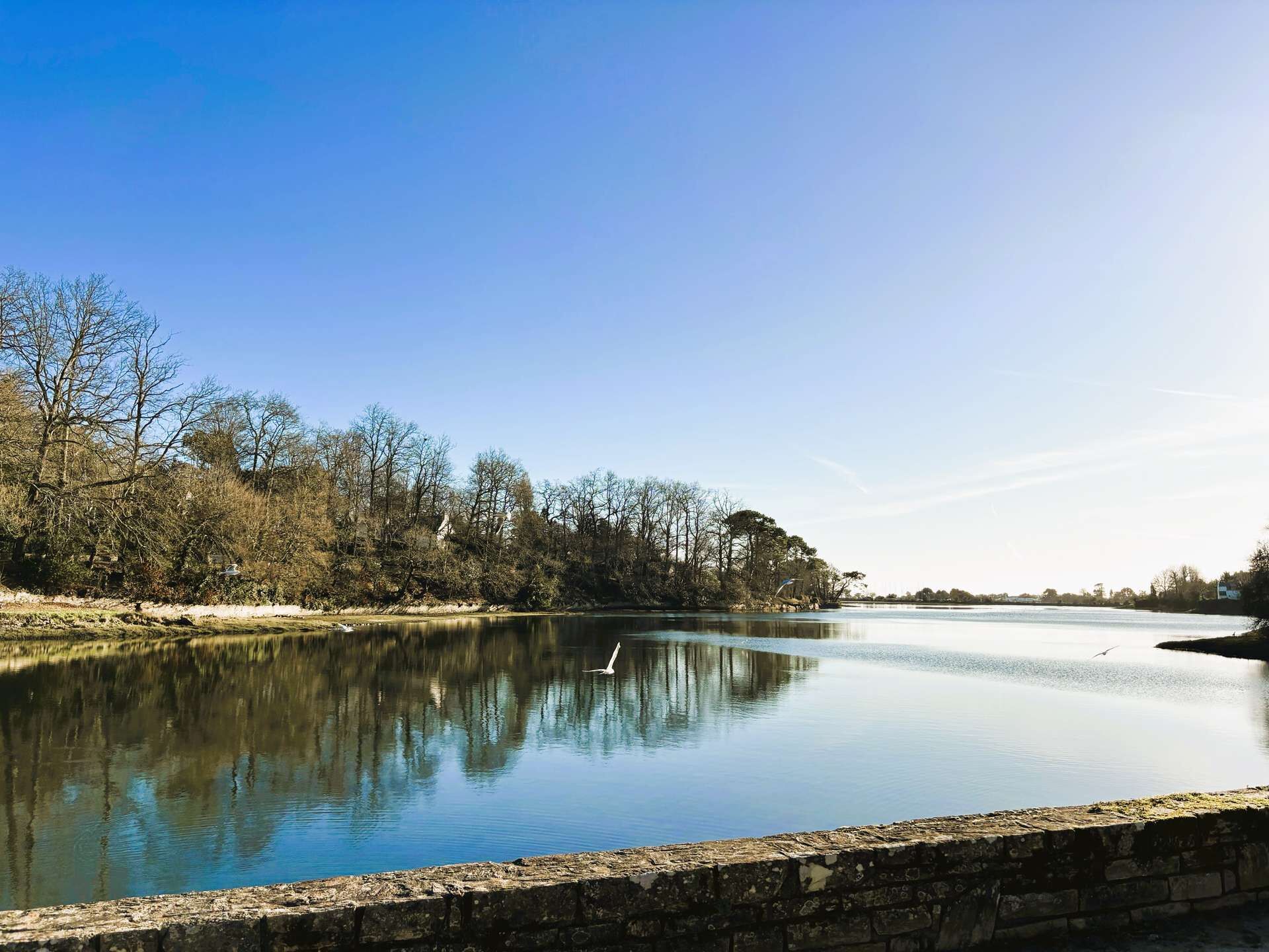 A calm river with a clear reflection of trees and a bird flying.