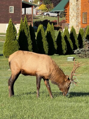 A large elk grazing in a grassy field with a wooden cabin and coniferous trees in the background. - Grindelwald Cabin Mountain Retreat- Dog Friendly! (Maggie Valley)