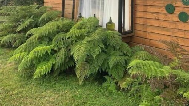 Una cabaña de madera con un ventanal grande, rodeada de helechos y un cielo despejado.
