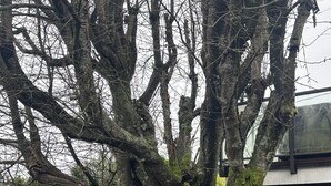 Et stort træ med tyk stamme og mange grene, omgivet af et træhegn.