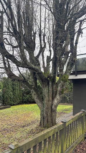 Un grand arbre à l’écorce épaisse et aux branches luxuriantes, entouré d’une clôture en bois.