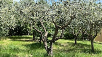 Àrea exterior de l'allotjament