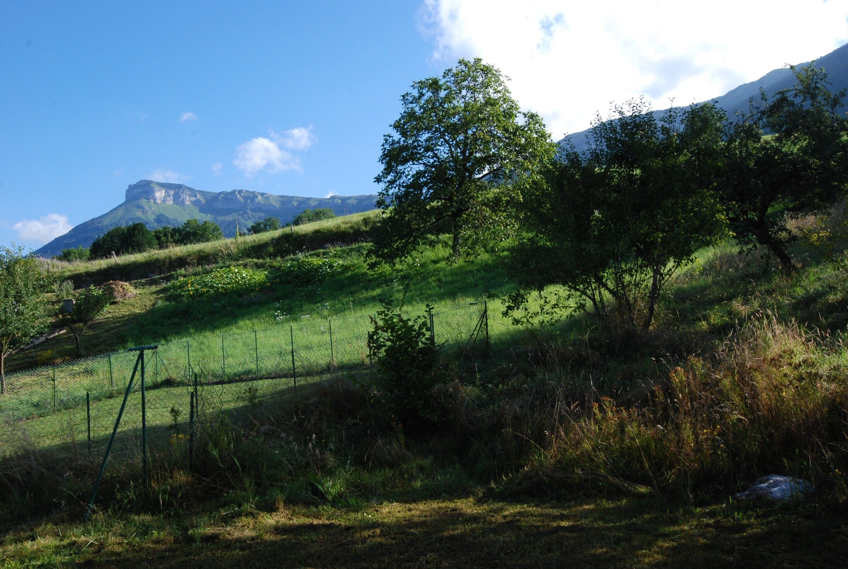 Une colline verdoyante, avec un arbre et une clôture.