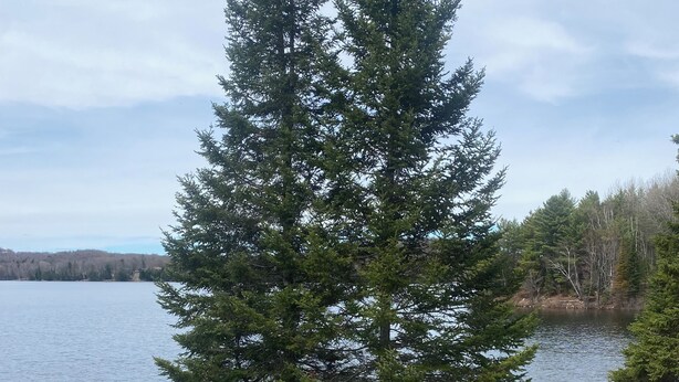 Blick auf ein Seeufer mit einer Anlegestelle, zwei roten Adirondack-Stühlen und einer großen Nadelbaum.