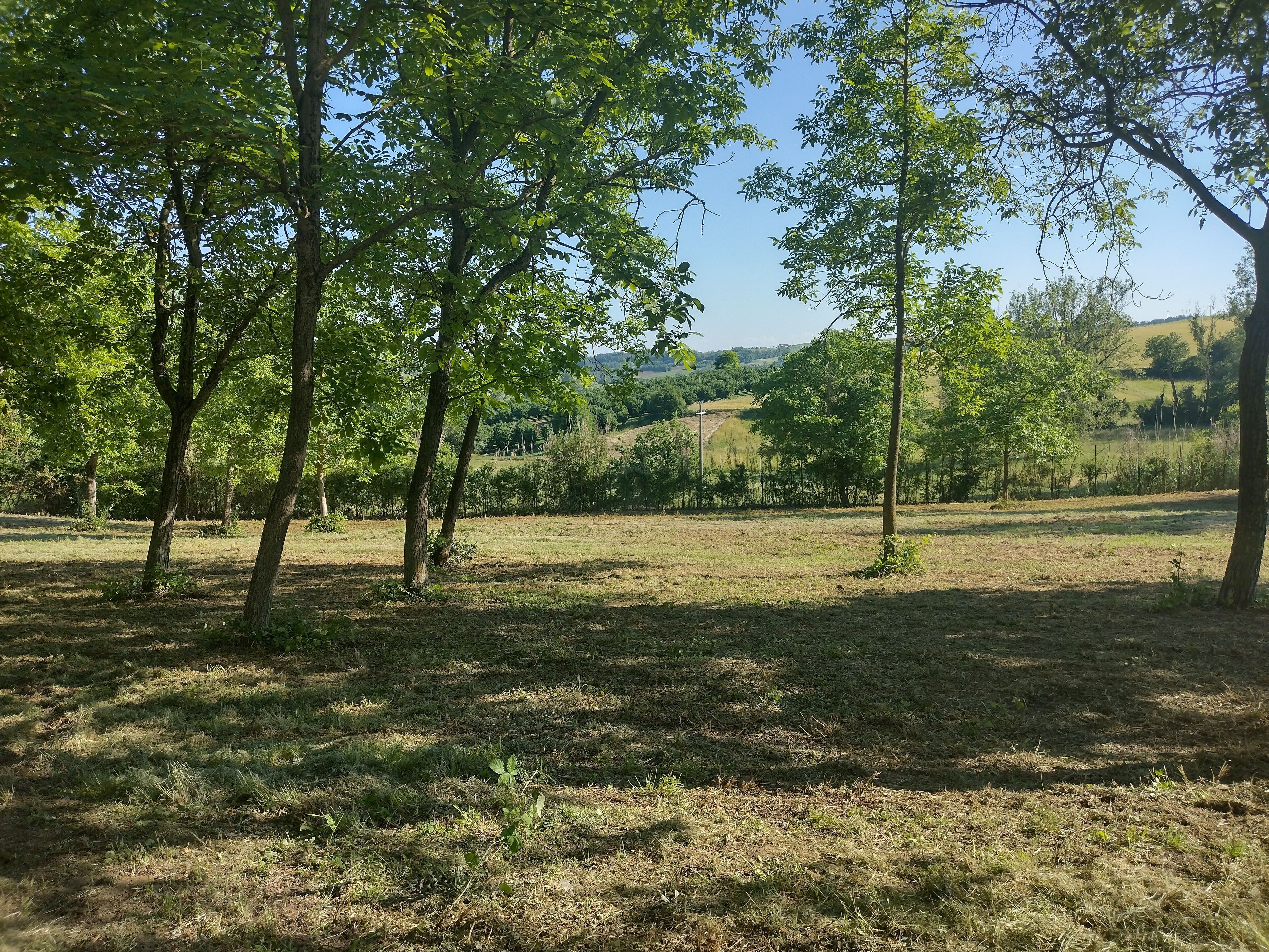 A grassy field with trees and a distant view of hills.
