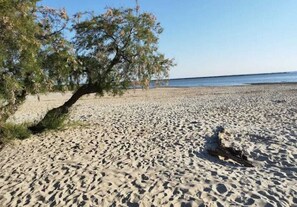 En sandstrand med ett stort träd och fri utsikt över havet.