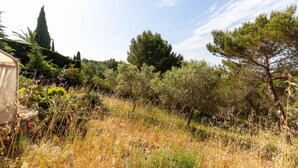 Eine natürliche Landschaft mit Bäumen, Sträuchern und einem Gebäude, das teilweise von Vegetation verdeckt wird.