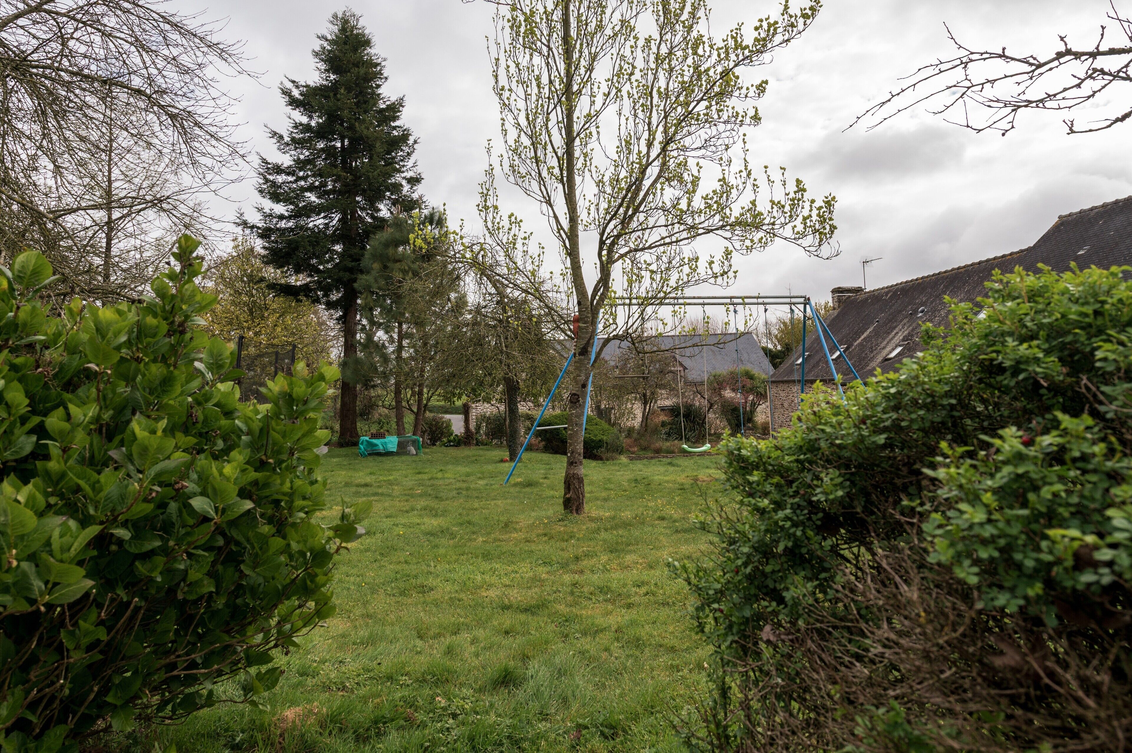A grassy yard with a swing set, a tall tree, and a house in the background.