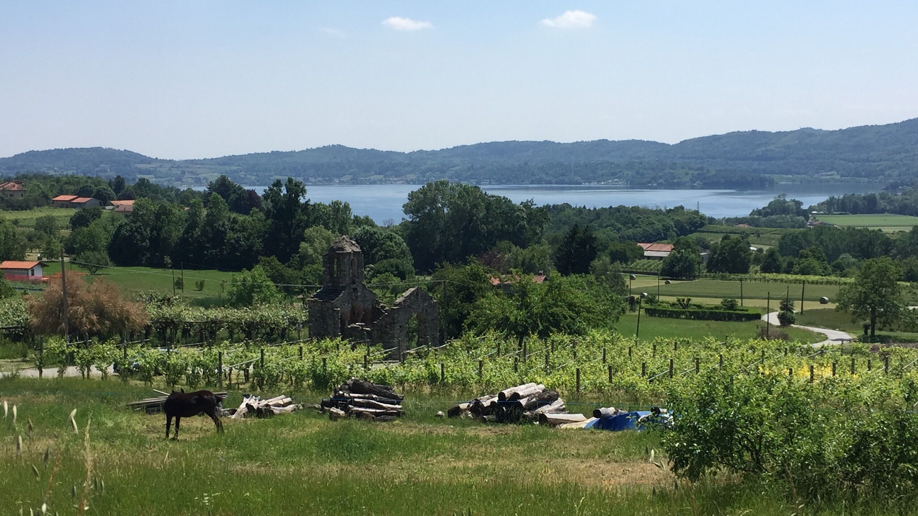 Ein Weinberg mit Reben, ein historisches Steinhaus und ein See im Hintergrund.