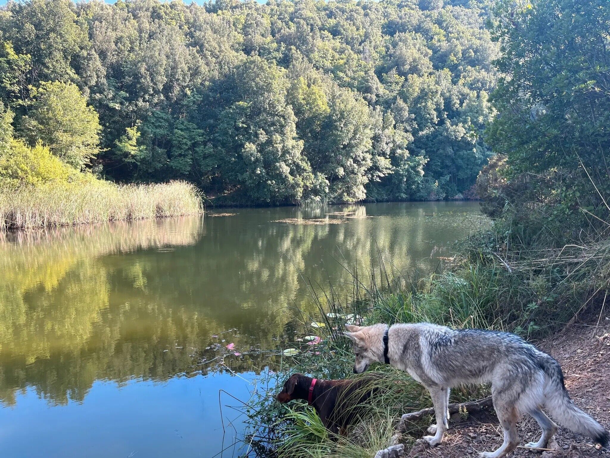 Un lac bordé d’une forêt, un chien et une personne près du bord de l’eau.