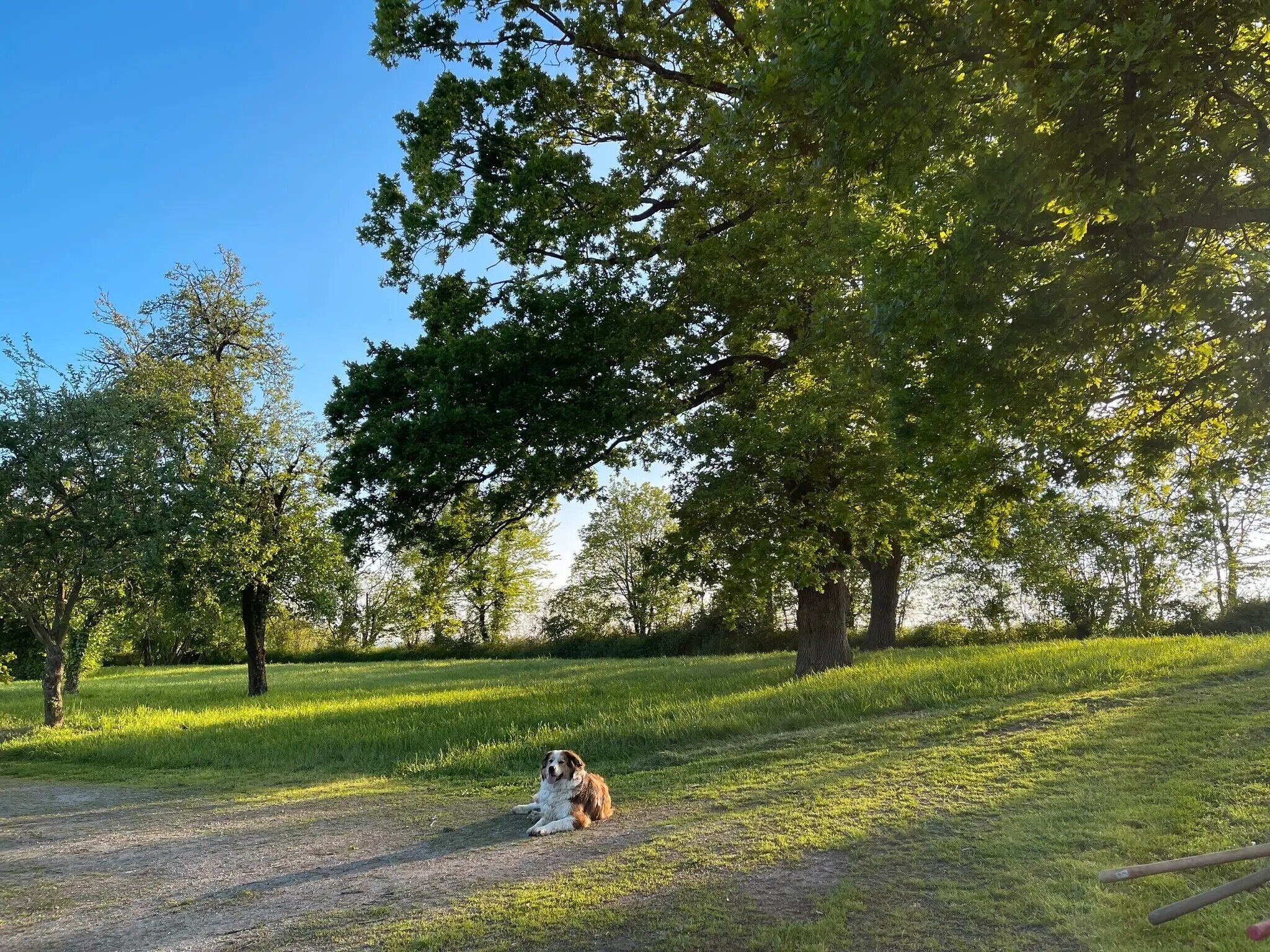 A dog lying on a grassy path in a park with trees.