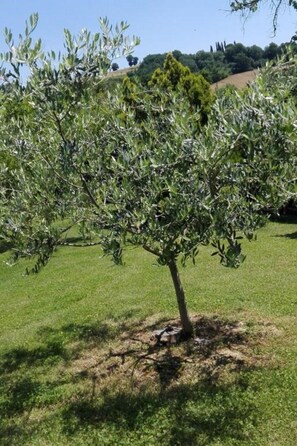 Property grounds - Rustikale Eleganz mit Blick auf die umbrische La by Interhome (Perugia)