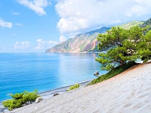 Paesaggio costiero con cielo sereno, spiaggia sabbiosa e un pino ben visibile.