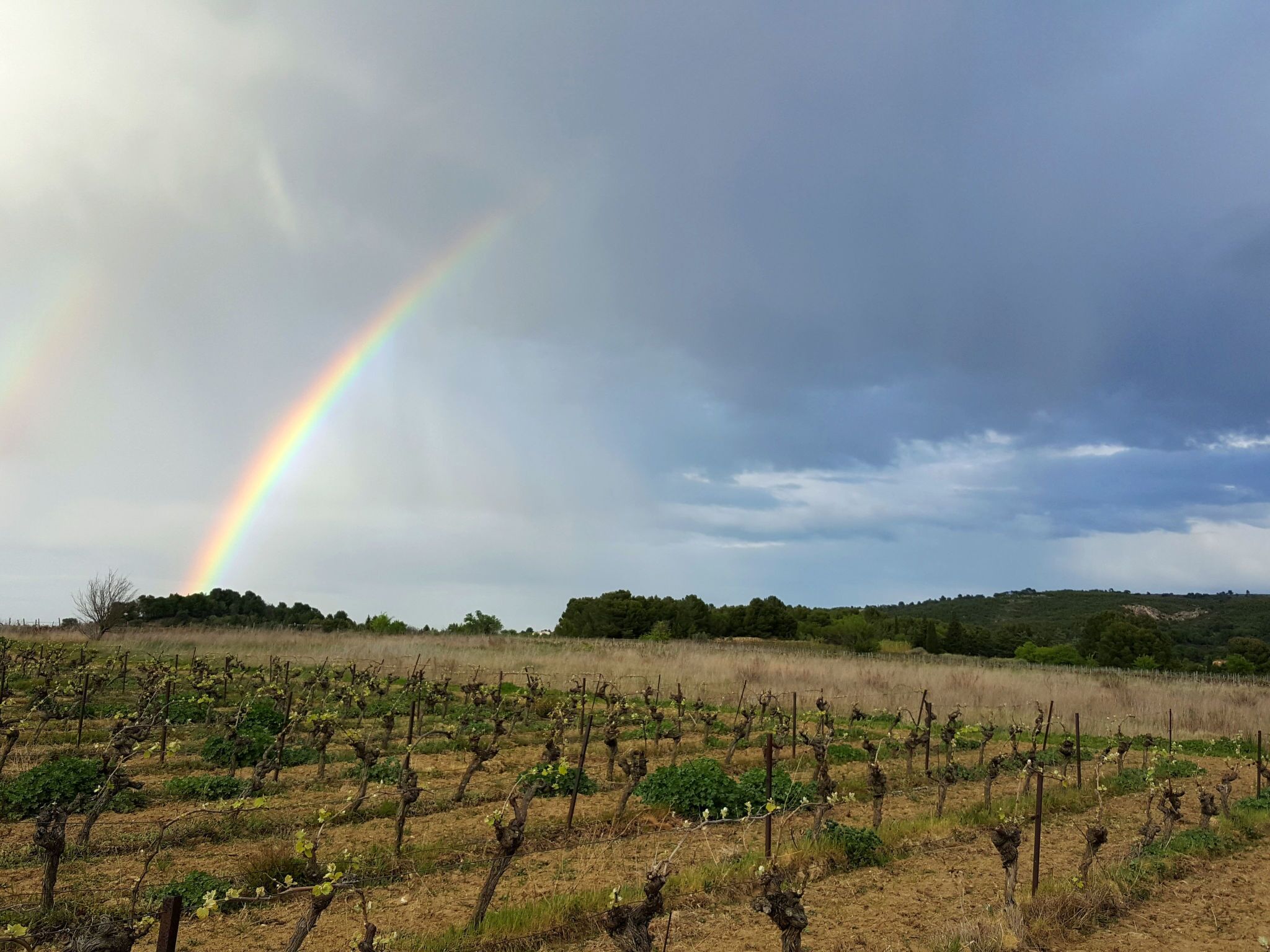 Un vignoble avec des rangées de vignes sous un ciel nuageux, où l’on peut apercevoir un arc-en-ciel.