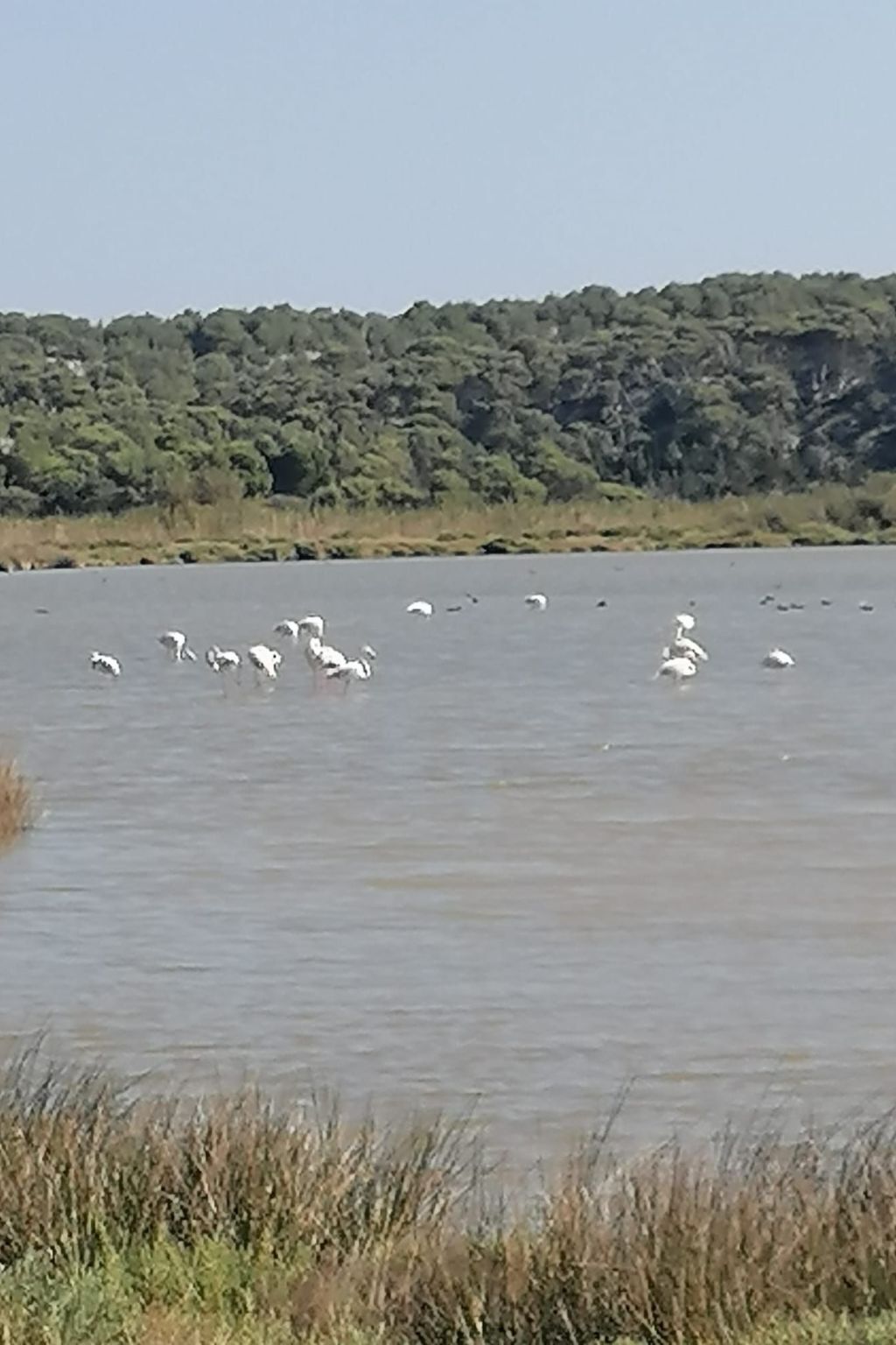 A body of water with several white birds, likely flamingos, and a forested area in the background.