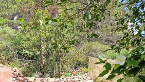 Un muro de piedra, un árbol y una zona cubierta de césped.