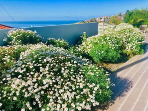Property grounds - "Villa Pinheira II" by Interhome (Madeira/Calheta)