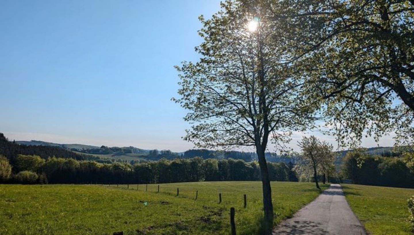 Un paysage rural, avec un ciel dégagé, un sentier qui traverse un champ et un arbre dont les feuilles laissent filtrer la lumière du soleil.