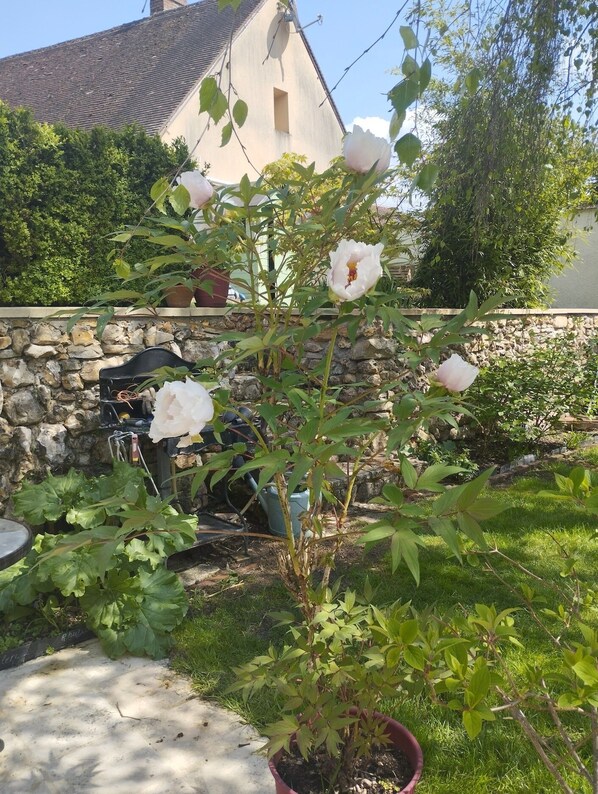 Een tuin met een bloeiende plant, een stenen muur en een huis op de achtergrond.