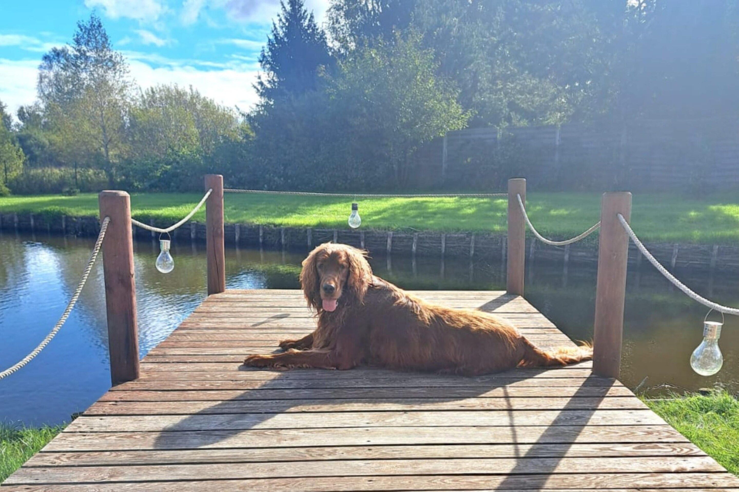 Un cane su un molo di legno, vicino a un'acqua calma, con uno spazio erboso e alberi sullo sfondo.