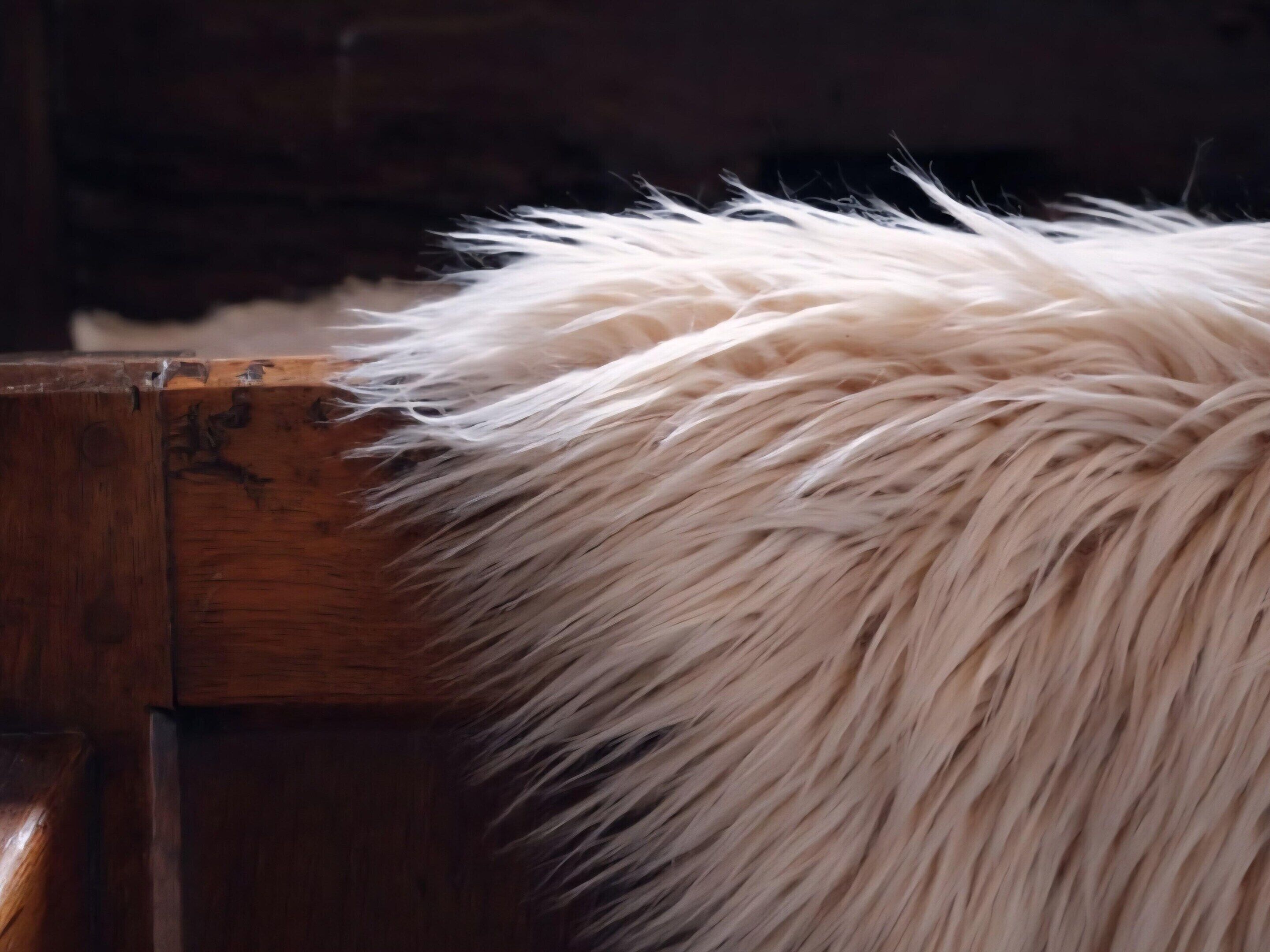 A close-up of a white fluffy object, possibly a rug or cushion, next to a wooden surface.