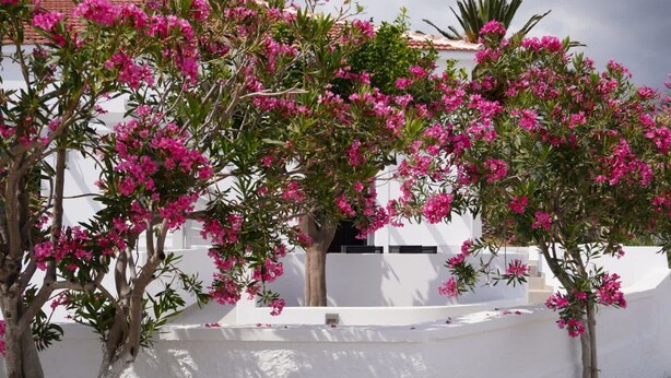 Un edificio blanco con árboles florecidos de color rosa en primer plano.