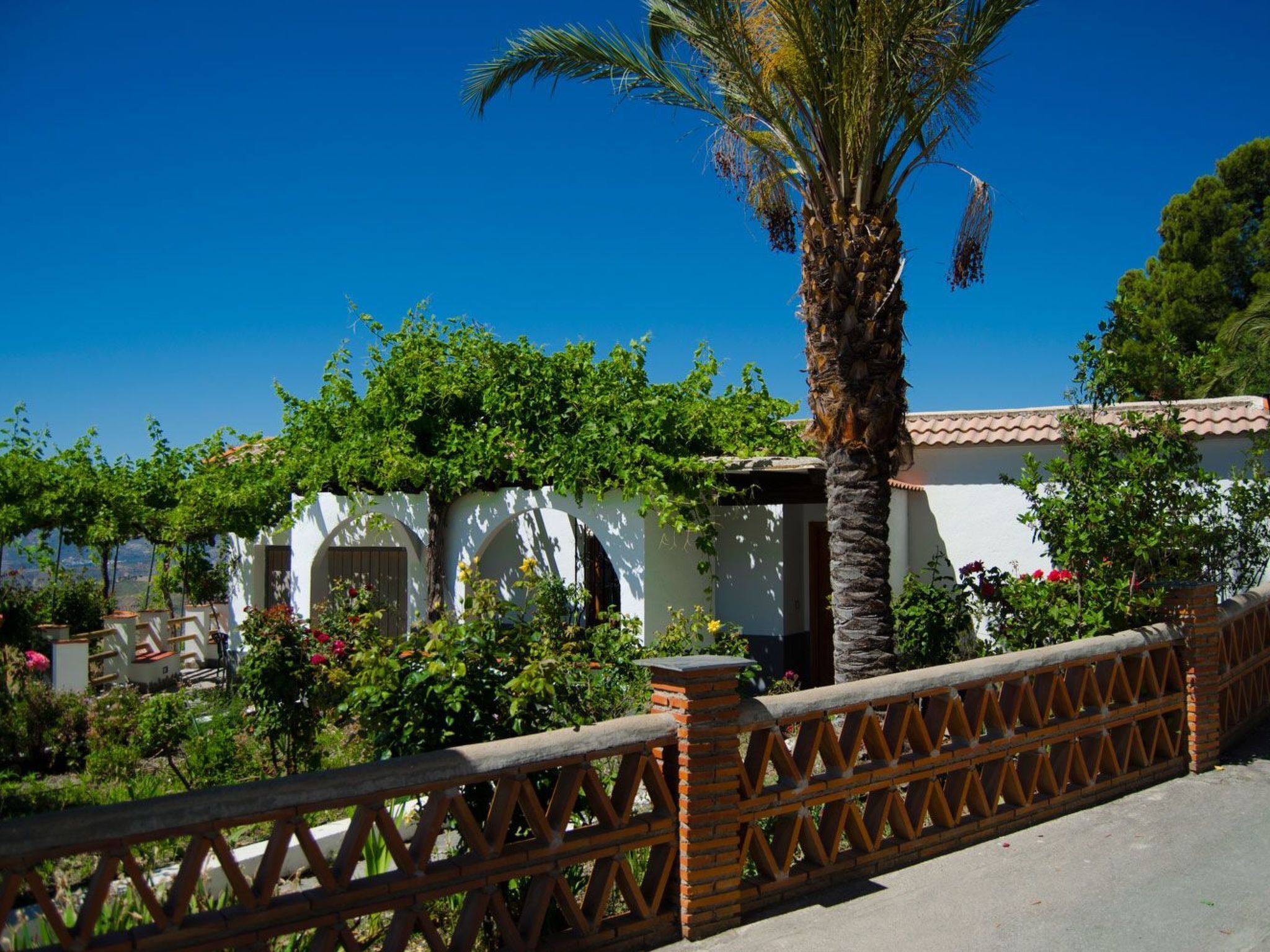 A white building with arched windows and a palm tree in front.