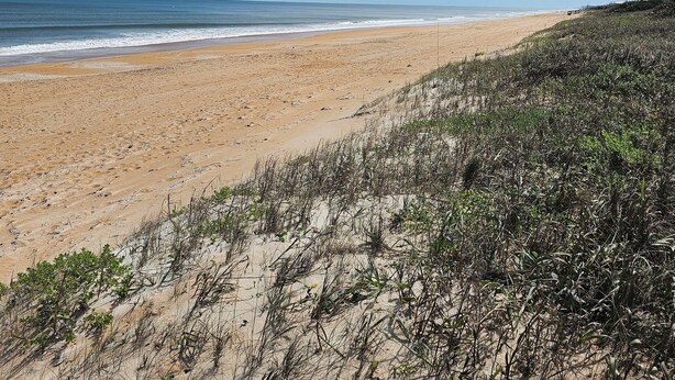 Uma praia com areal arenoso e vegetação rasteira.