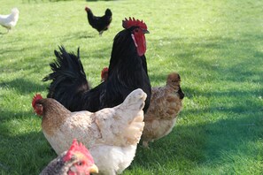 Miscellaneous - Karibu Normandy Maasais (Saint-Désir)