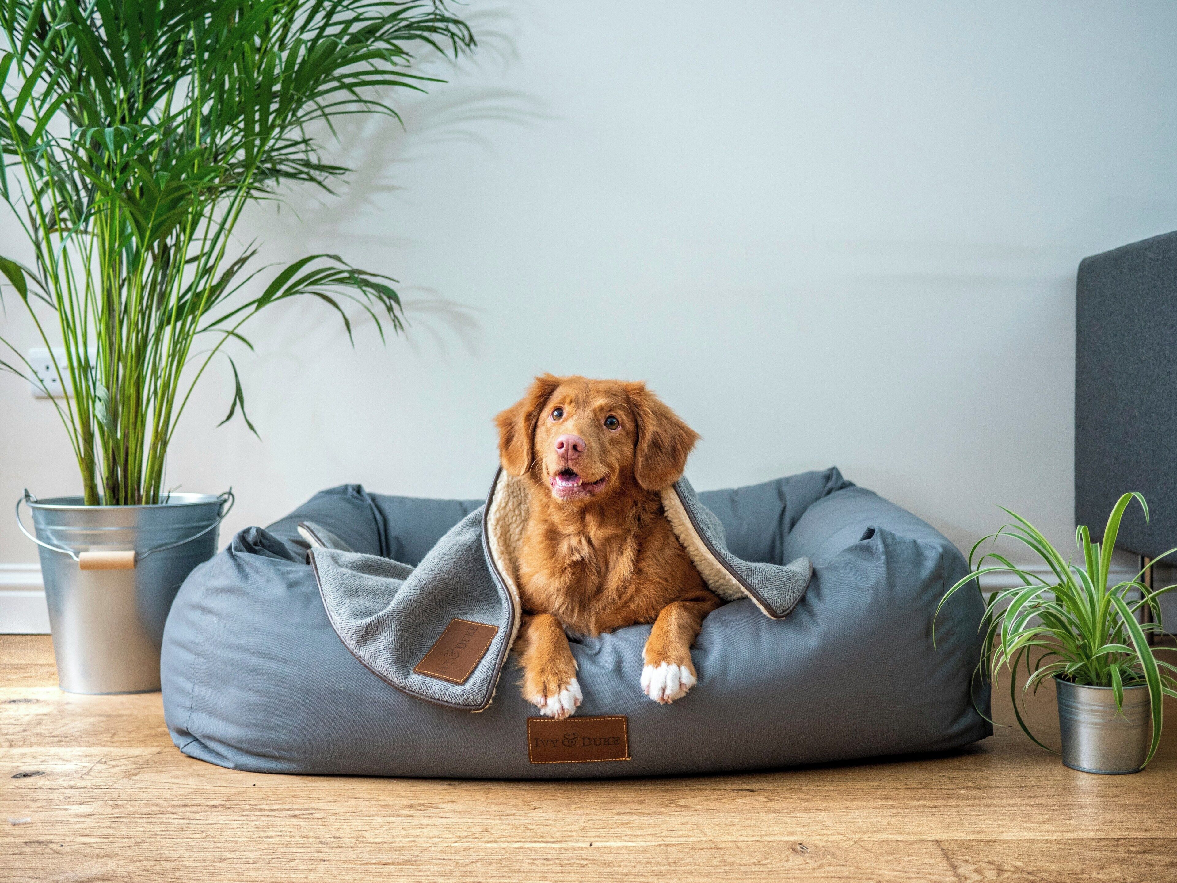 Un chien est allongé dans un panier gris pour animaux de compagnie, qui porte une étiquette. À proximité, on aperçoit une plante en pot et un canapé gris, dans une pièce dont le sol est recouvert de parquet.
