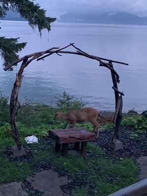 A natural setting with a wooden structure, a deer, and a body of water in the background. - Beautiful Ocean Front House in Wrangell Alaska. (Wrangell)