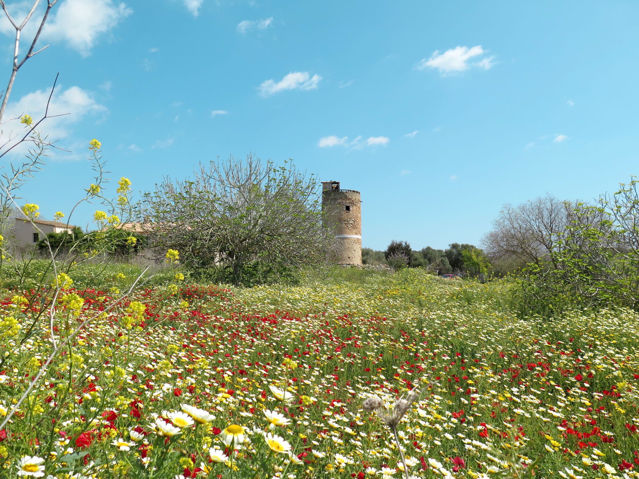 Um campo de flores silvestres coloridas com uma torre de pedra ao fundo.