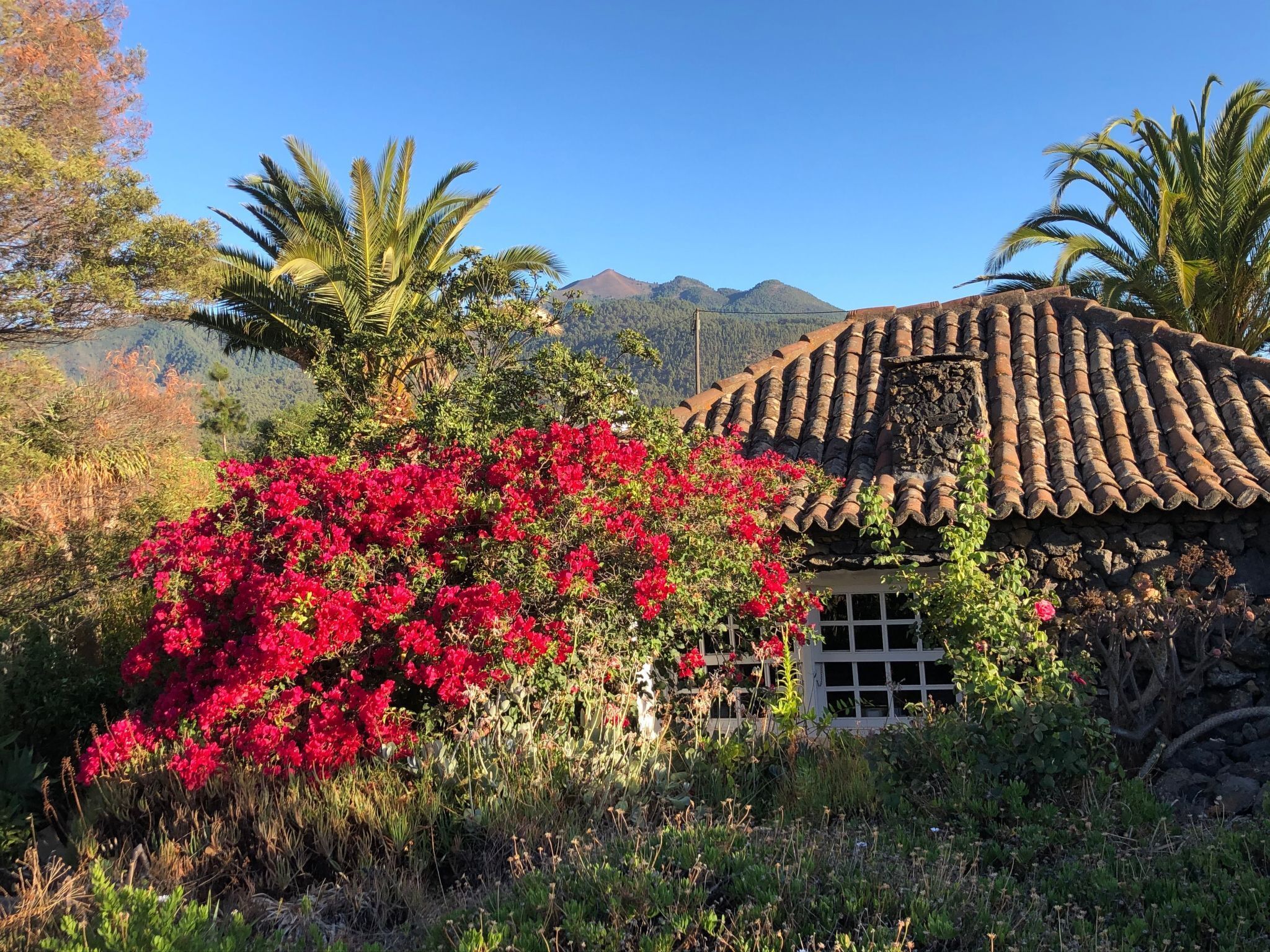 Una casa tradicional con techo de tejas, rodeada de abundante follaje y un vibrante arbusto de flores rojas.