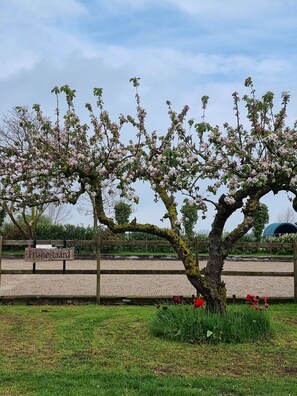 A tree with pink blossoms, a wooden sign, and a grassy area with red tulips. - Kornloftet beautiful home in old barn (Fejø)