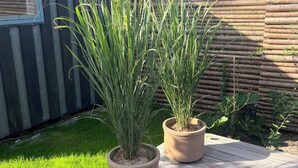 Zwei Kübelpflanzen auf einer Holzterrasse mit einem grasbewachsenen Rasen und einem Holzzaun im Hintergrund.
