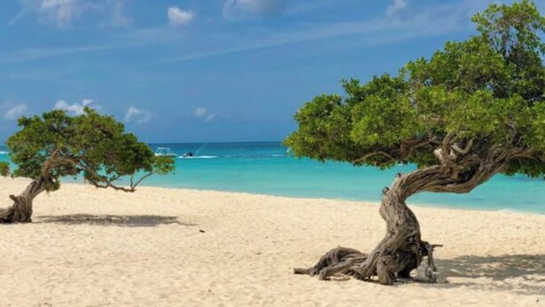 Ein Strand mit zwei markanten Bäumen und blauem Himmel.